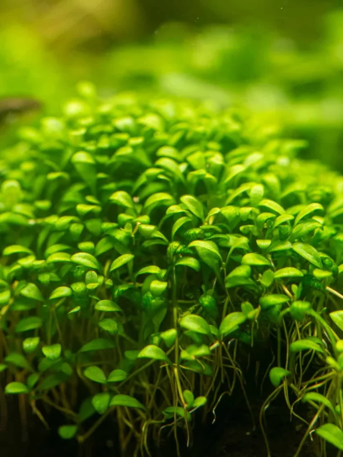 Glossostigma Elatinoides