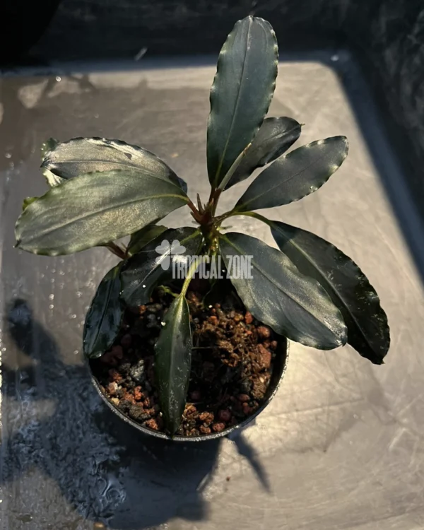 Bucephalandra Sweet Maharani