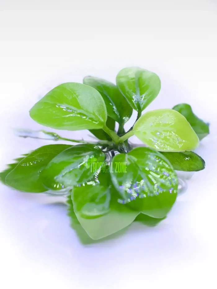 Anubias Nana Gold