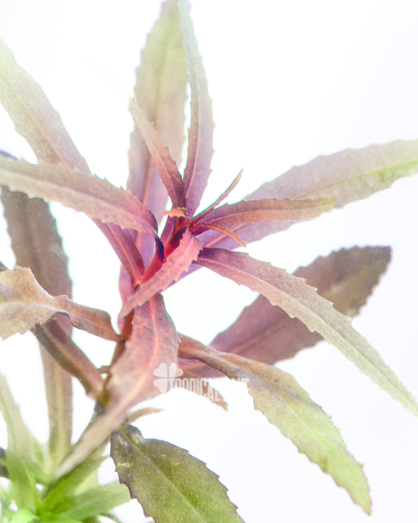 Limnophila Aromatica Mini