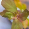 Ludwigia Palustris Hi Red