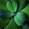 Water Cabbage