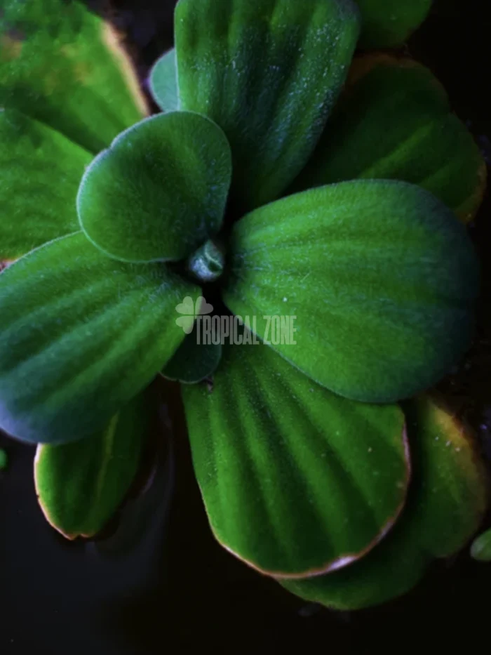 Water Lettuce